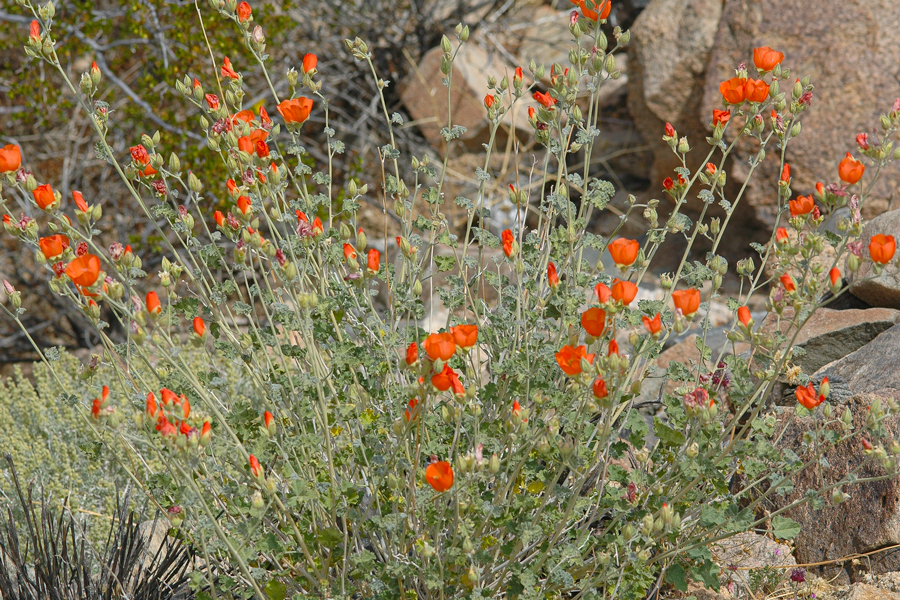 Apricot mallow, larval host plant of Burnsius albezens - White Checkered-Skipper