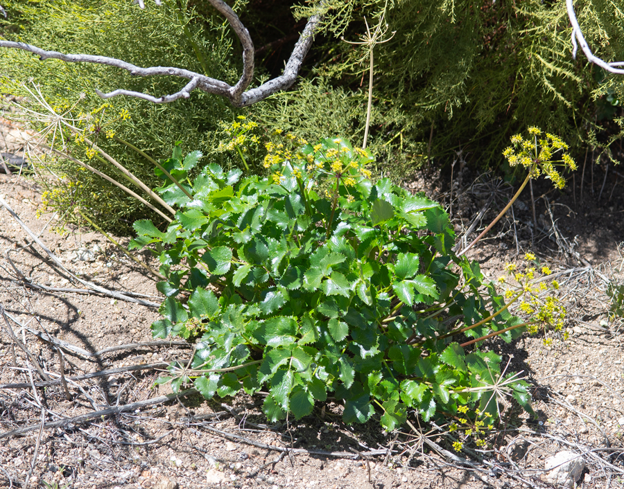 Tauschia arguta, larval food plant of the Indra Swallowtail - Papilio indra pergamus