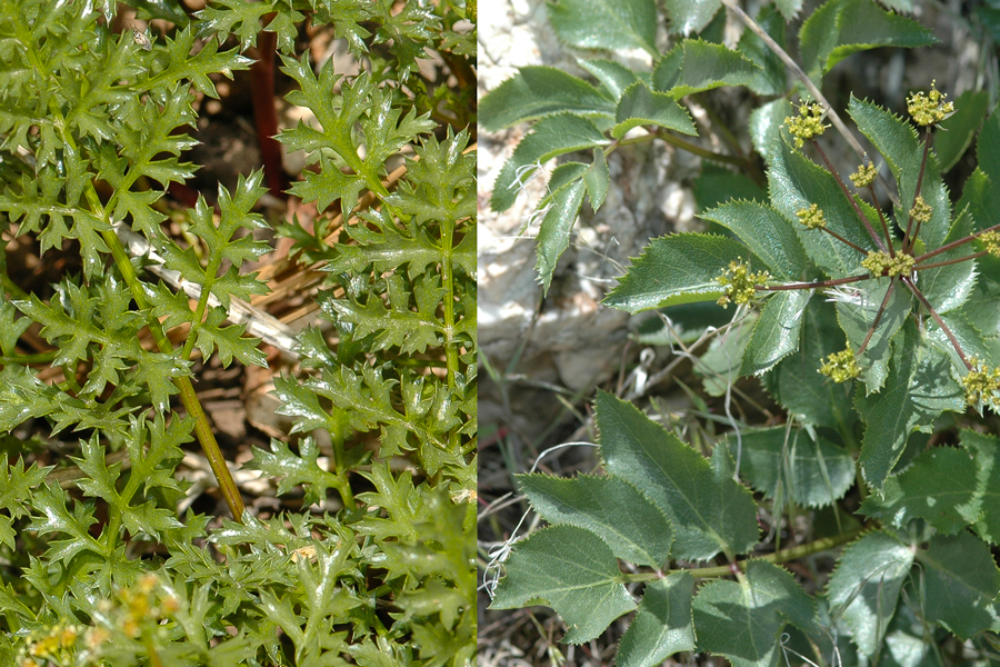 Tauschia arguta and Tauschi parishii leaves comparison