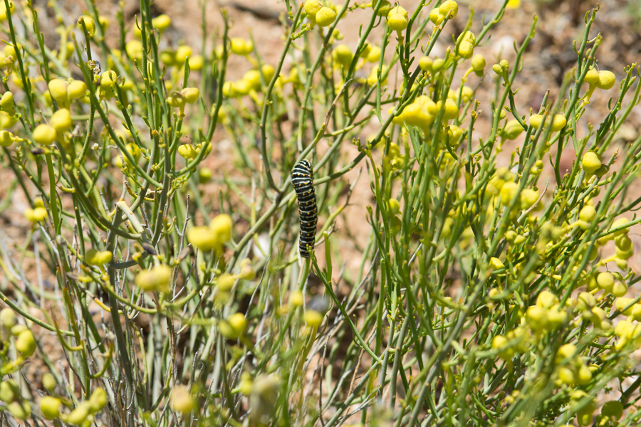 Turpentine broom - Thamnosma montana