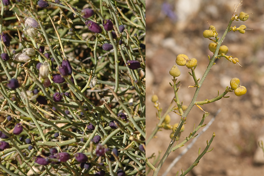 Turpentine broom - Thamnosma montana