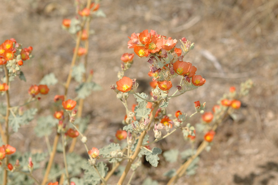 Apricot Mallow