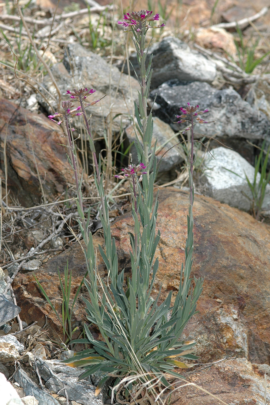 Arabis sparsiflora