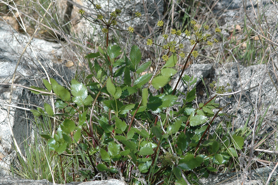Tauschia arguta - Southern Tauschia