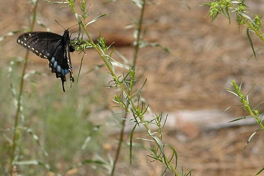 Artemisia dracunculus