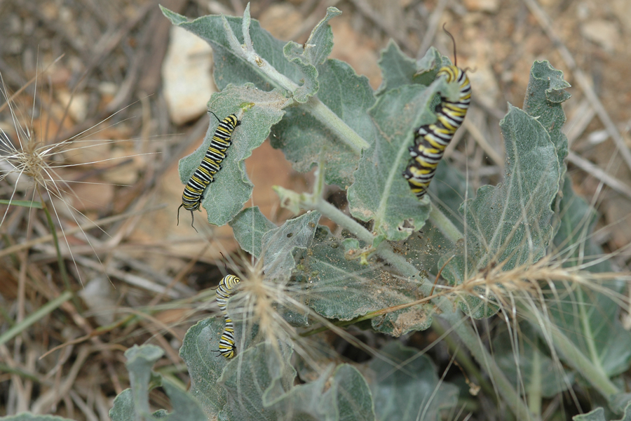 California Milkweed - Asclepias californica