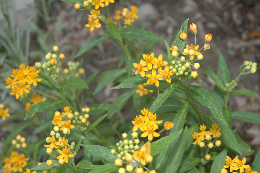 Asclepias curassavica - Mexican Butterfly Weed