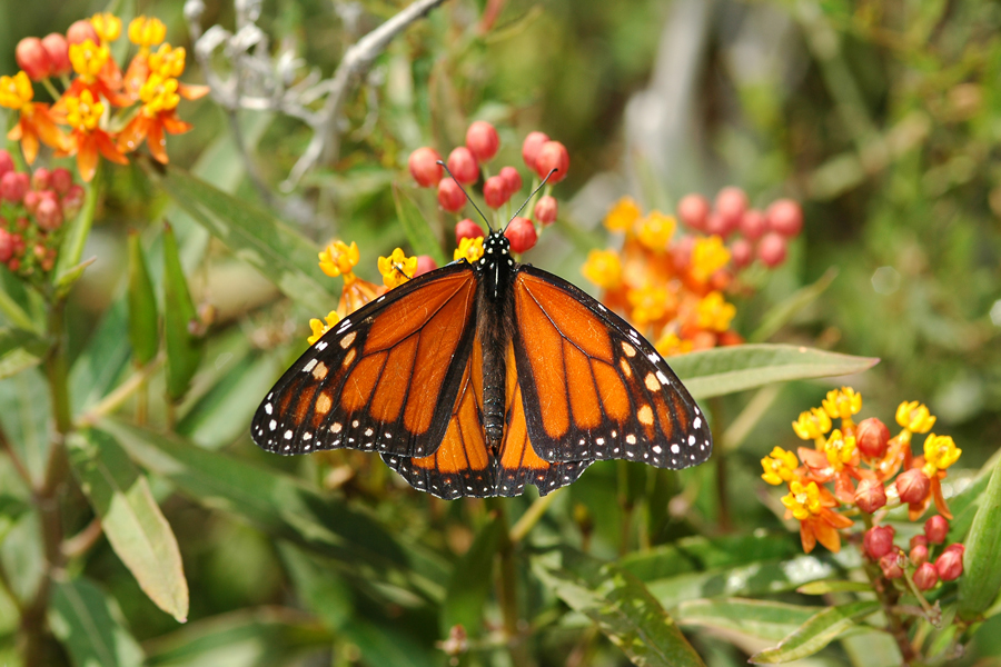 Asclepias curassavica - Mexican Butterfly Weed