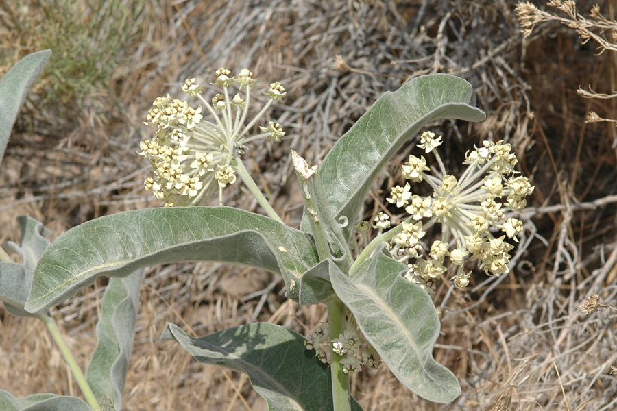 Asclepias eriocarpa - Indian Milkweed