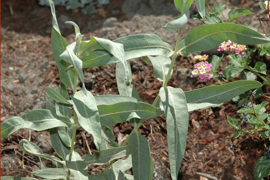 Asclepias tuberosa - Butterfly Weed