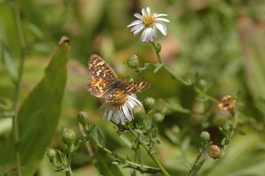 Western Lance-leaf Aster - Aster lanceolatus var. hesperius