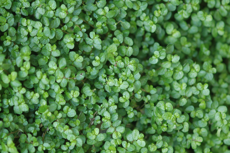 Baby's Tears, Soleirolia soleirolii