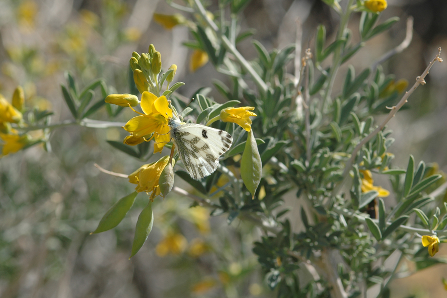 Bladderpod - Isomeris arborea
