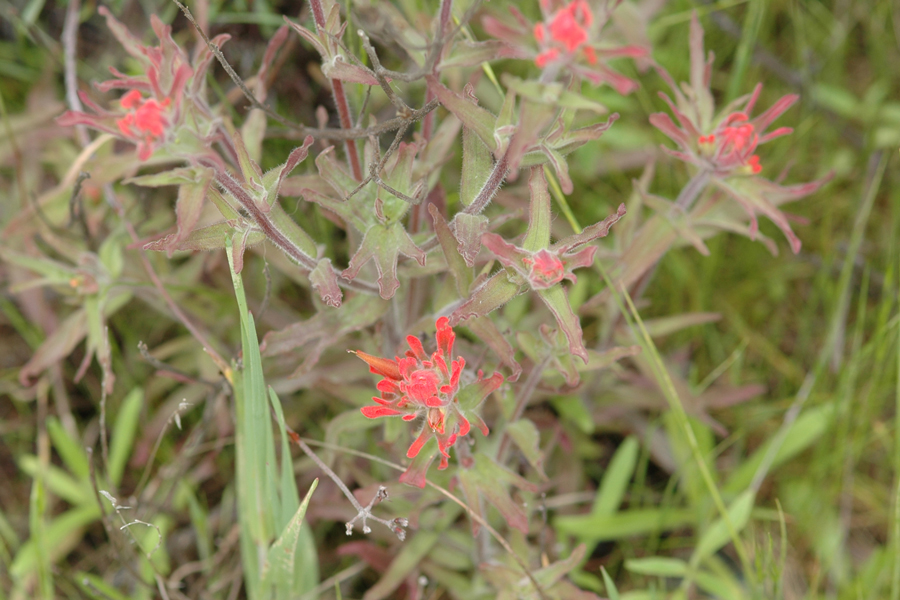 Castilleja affinis