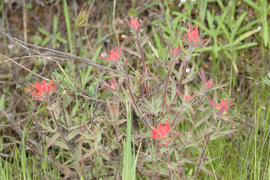 Castilleja affinis