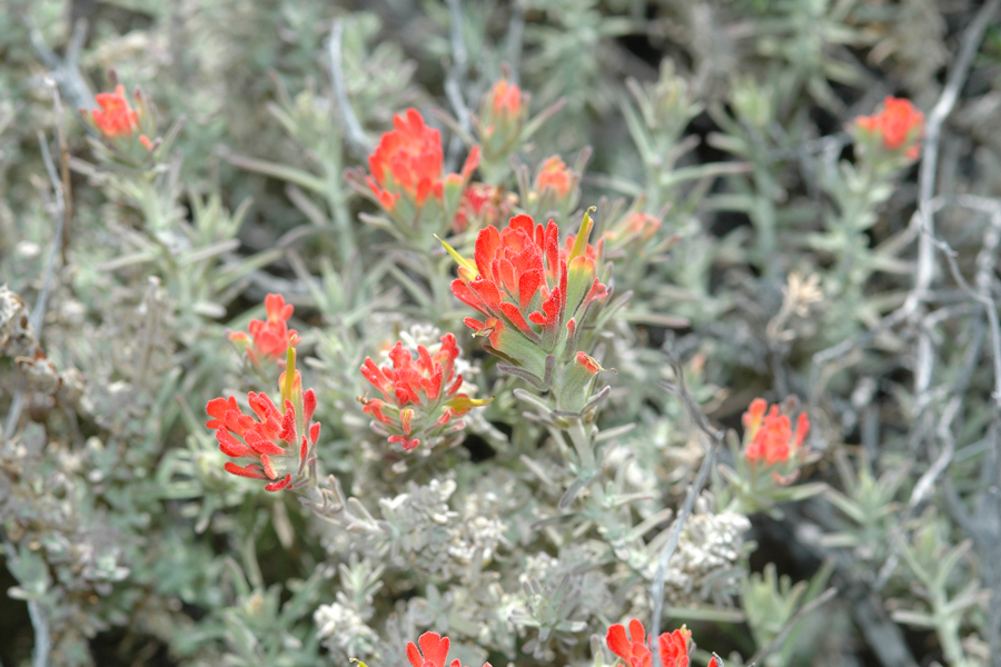 Castilleja foliolosa - Wooly Paintbrush