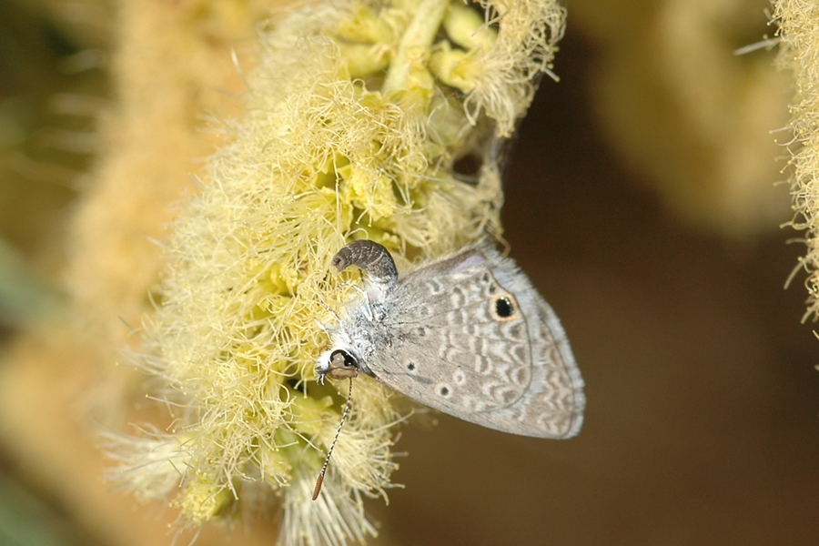 Ceraunus Blue ovipositing on Catclaw - Senegalia greggii