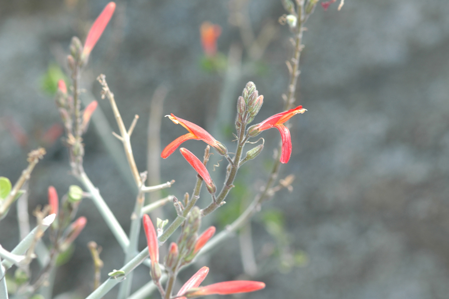 Chuperosa - Justicia californica
