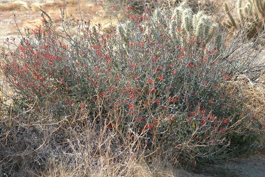 Chuperosa - Justicia californica