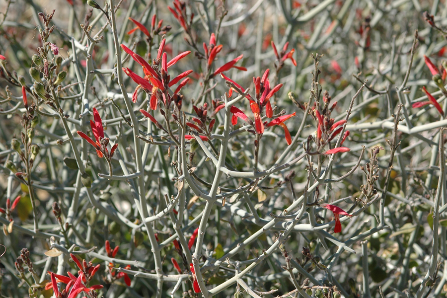 Chuperosa - Justicia californica