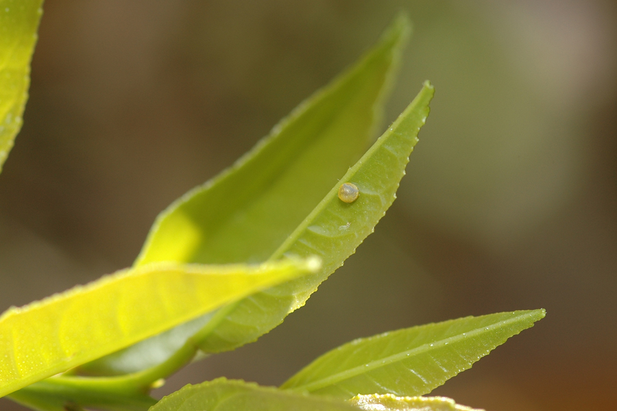 Egg on Orange tree leaf