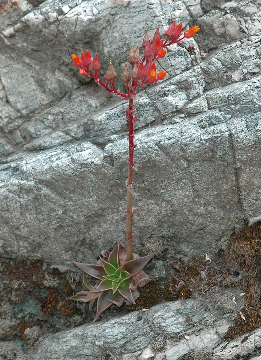 Dudleya lanceolata