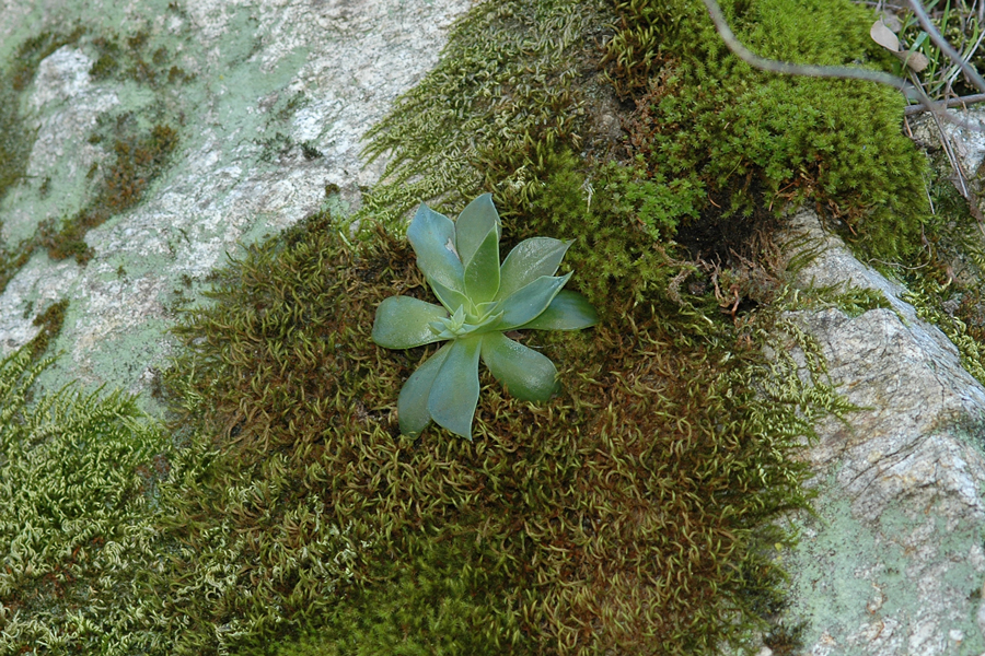Dudleya lanceolata