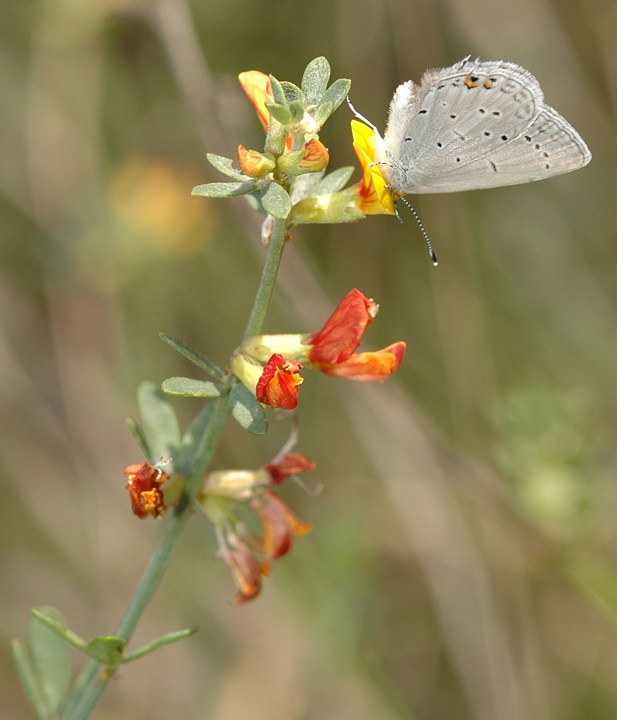Deerweed - Lotus scoparius or Acmispon glaber var. brevialatus