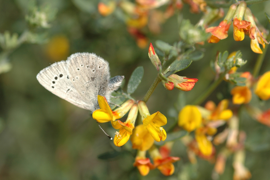 Deerweed - Lotus scoparius or Acmispon glaber var. brevialatus