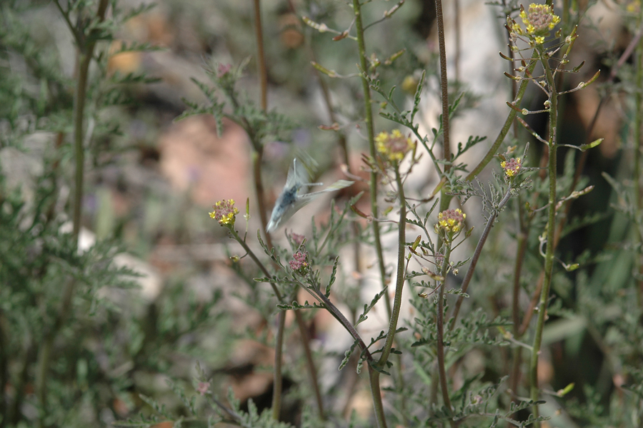 Tansy Mustard - Descurainia