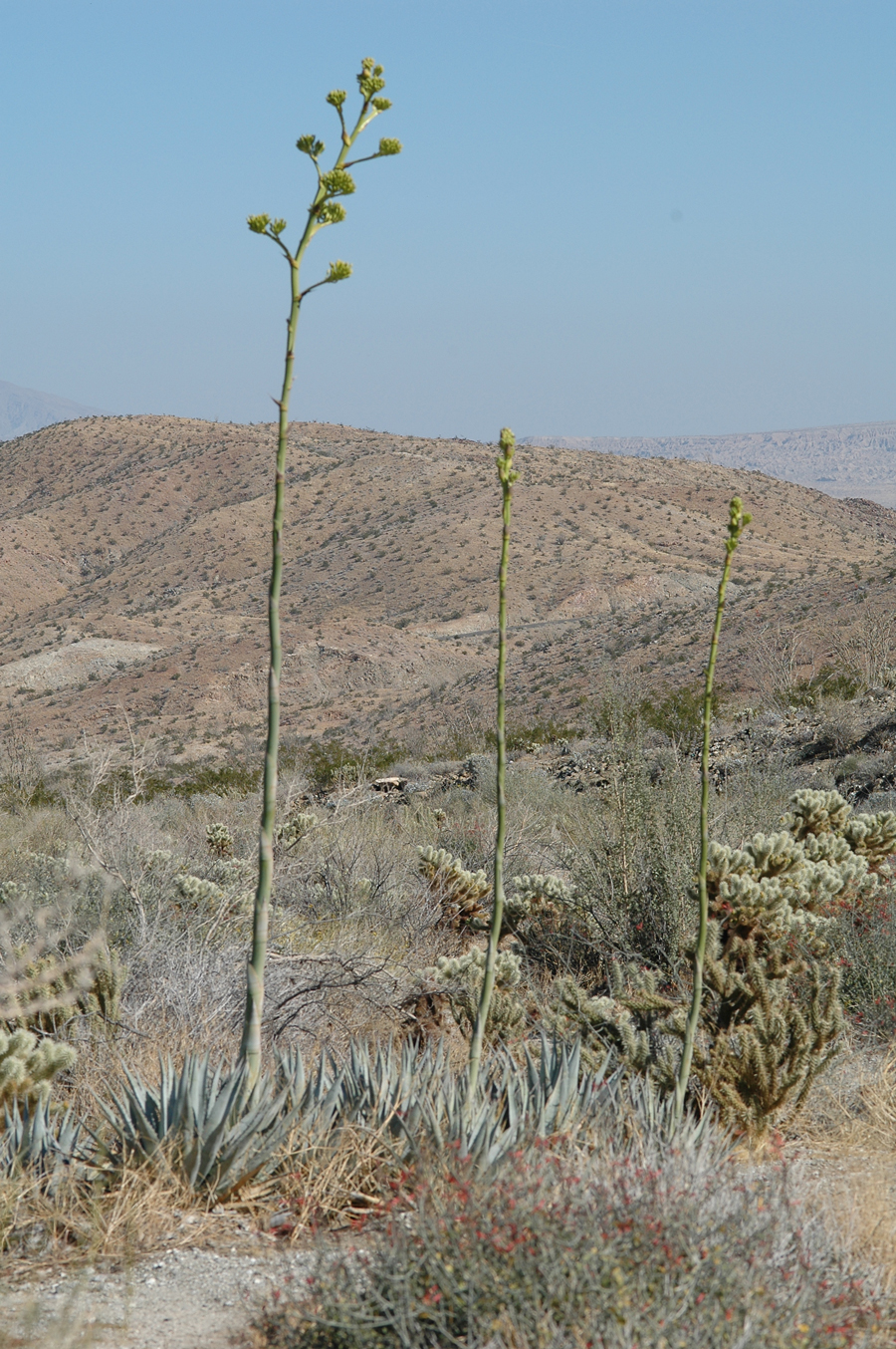 Desert Agave - Agave deserti