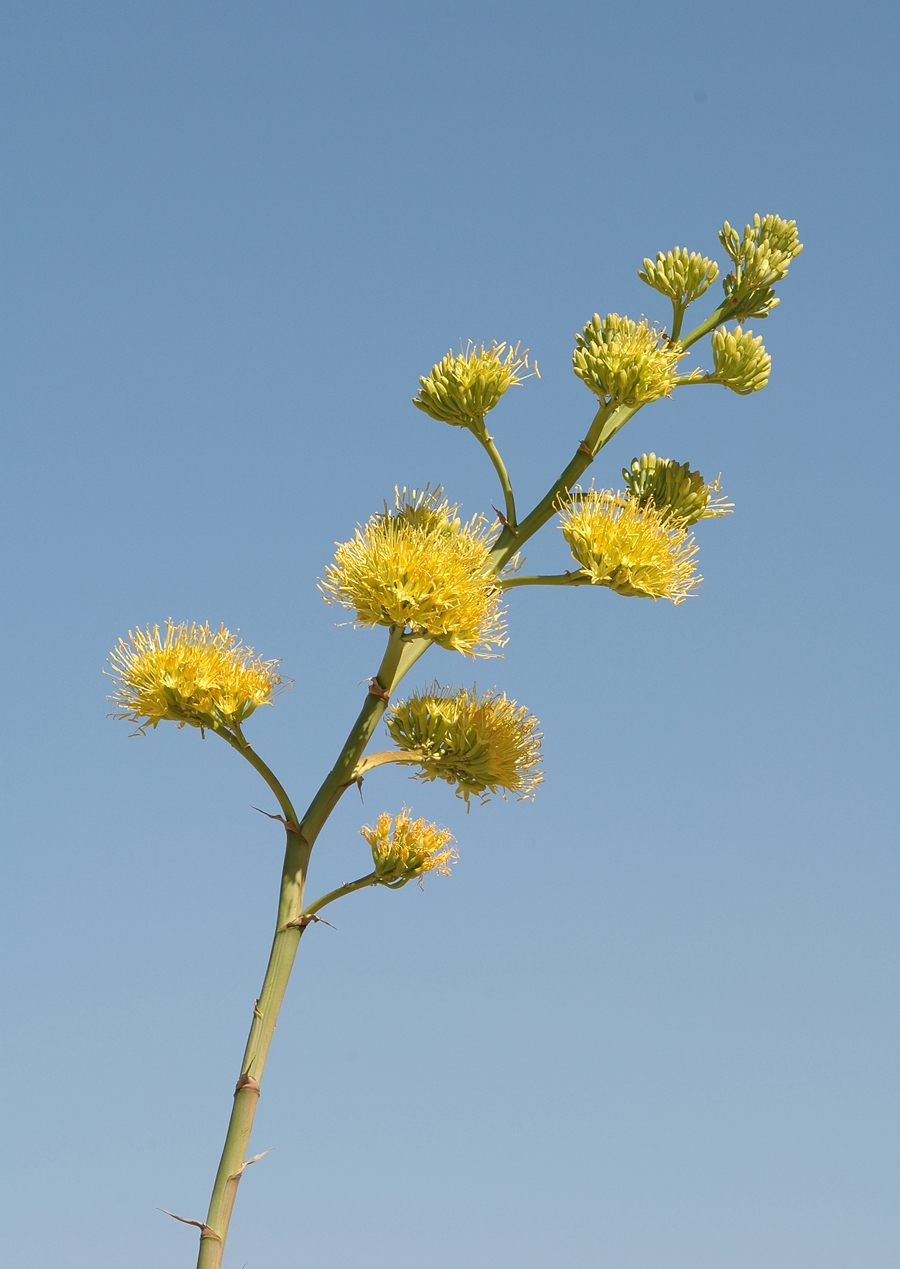Desert Agave - Agave deserti