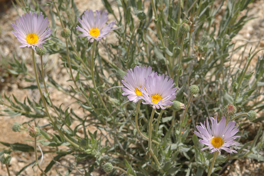 Desert Aster - Xylorhiza tortifolia