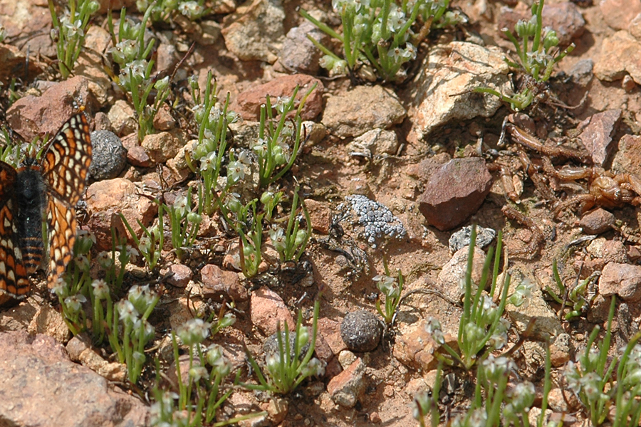 Dwarf Plantain - Plantago erecta