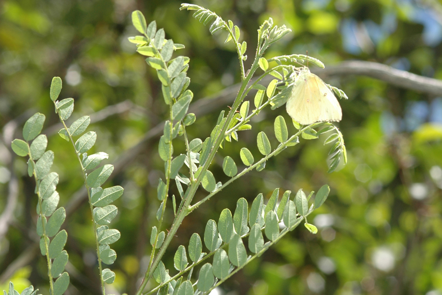 False Indigo