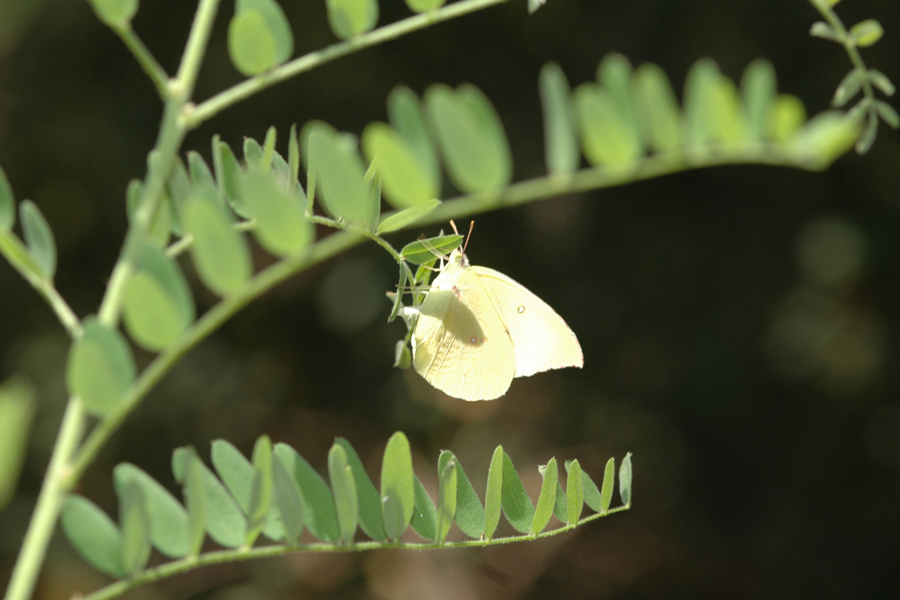 False Indigo