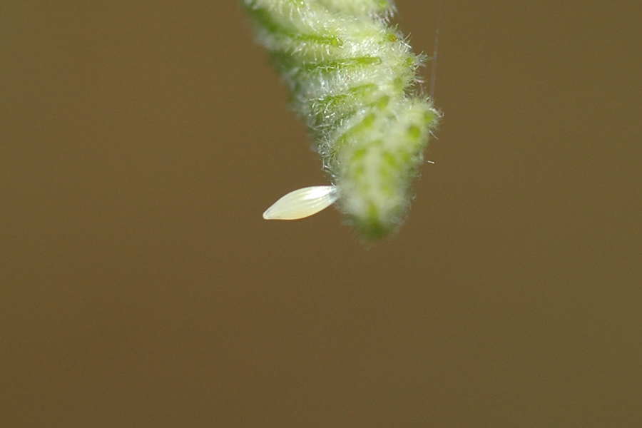 Egg of California Dogface on False Indigo