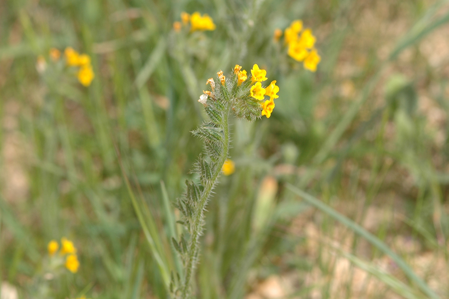 Common Fiddleneck - Amsinckia intermedia