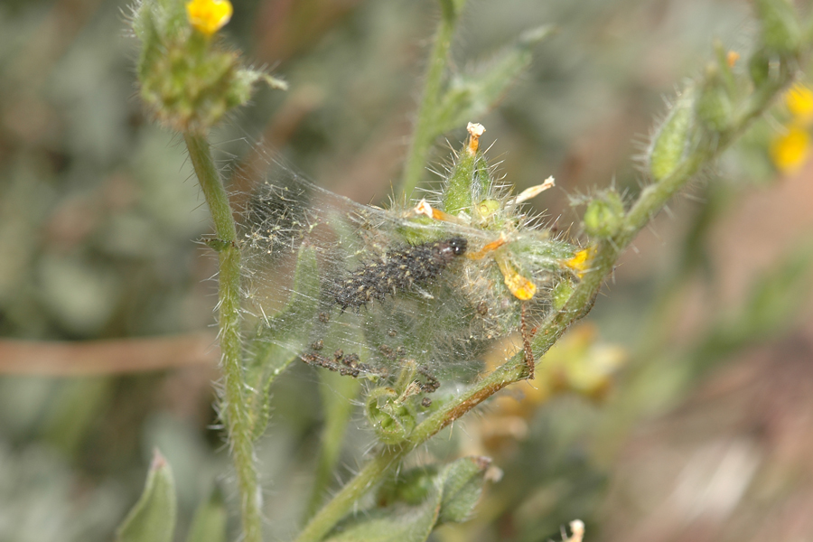 Common Fiddleneck - Amsinckia intermedia
