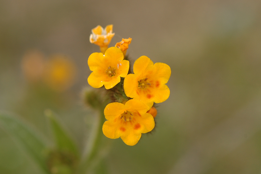 Common Fiddleneck - Amsinckia intermedia