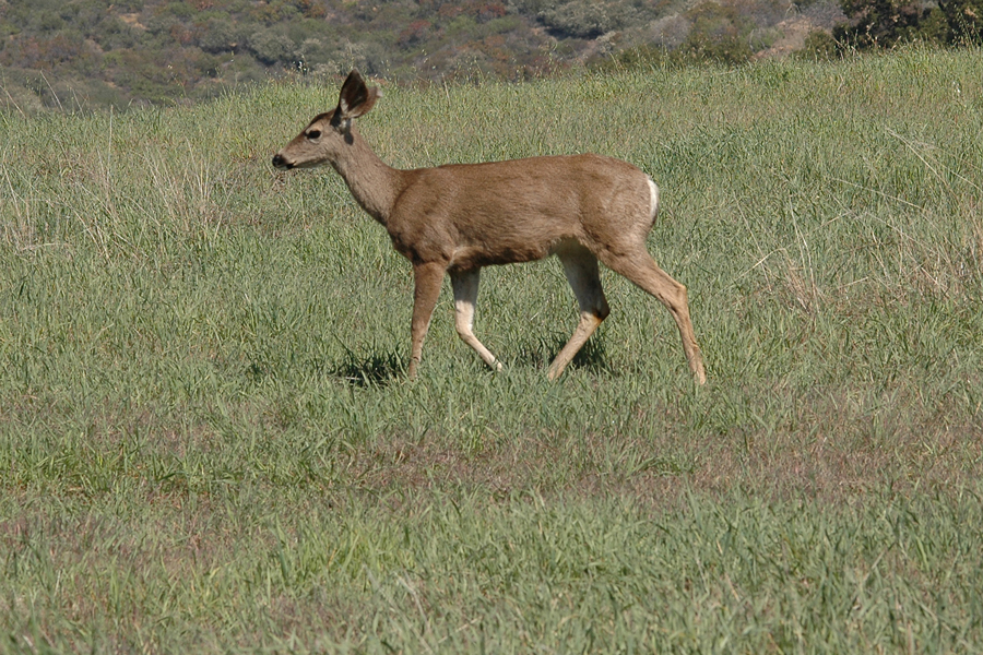 Grass