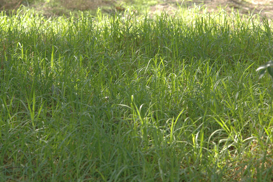 Grass at Nature Center