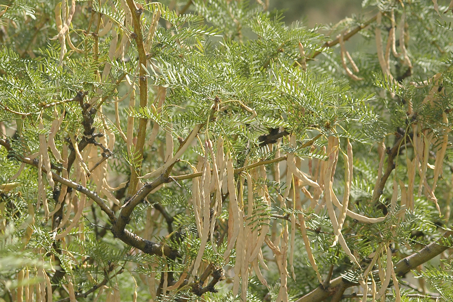 Honey Mesquite - Prosopis glandulosa