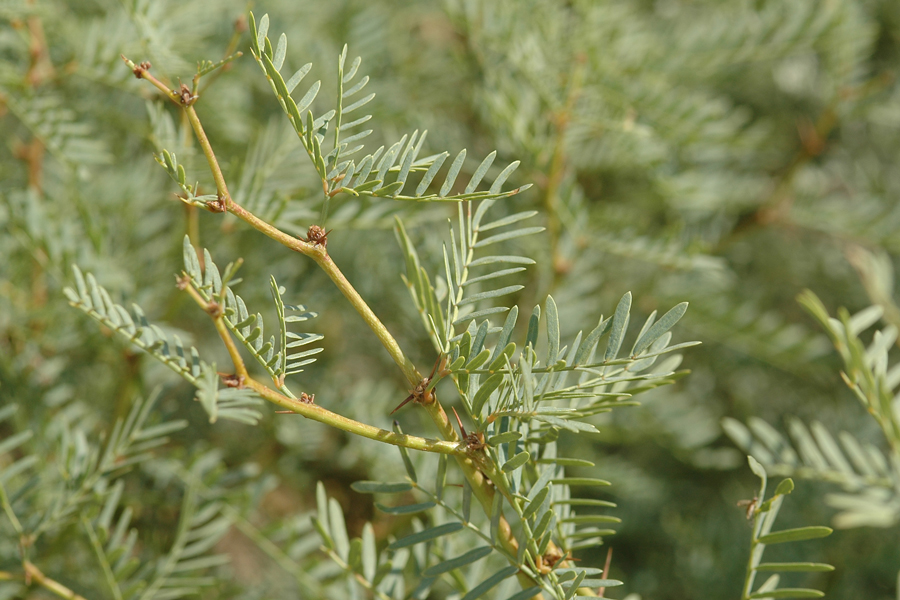 Honey Mesquite - Prosopis glandulosa