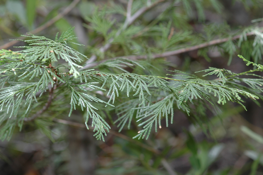 Incense Cedar