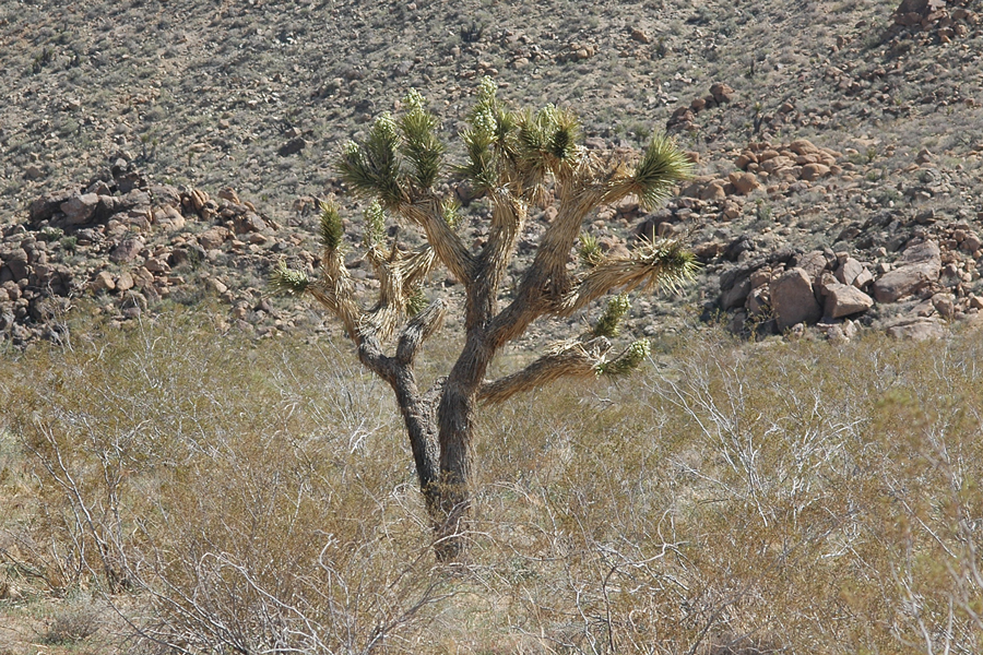 Joshua Tree - Yucca brevifolia
