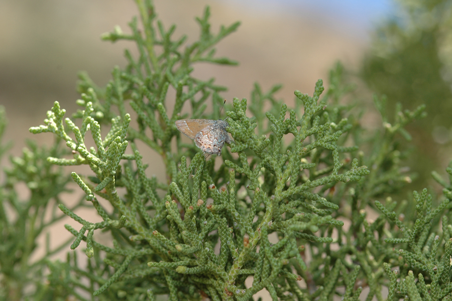 California Juniper