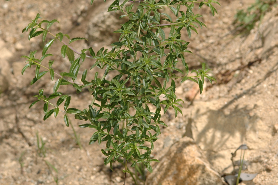Keckiella ternata