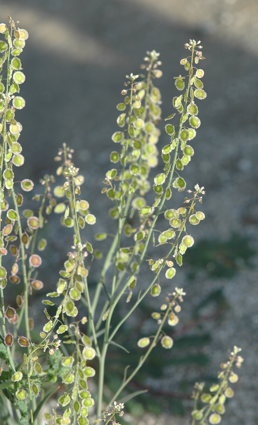 Lacepod - Thysanocarpus laciniatus