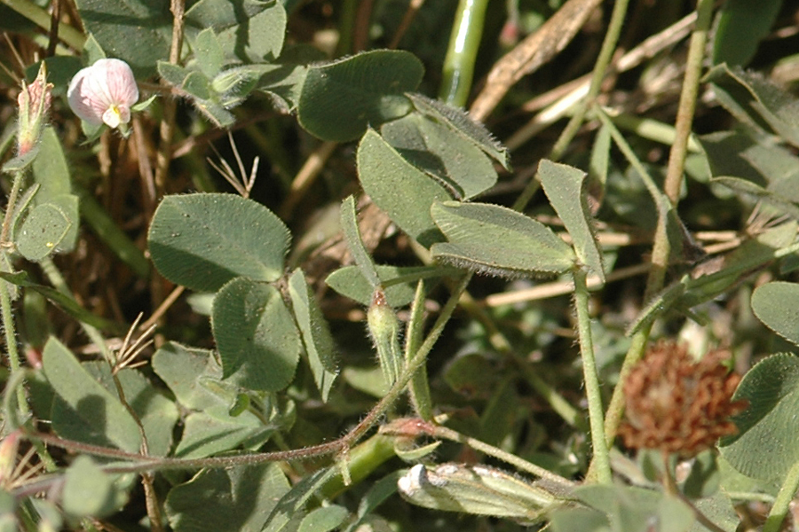 Spanish Clover - Lotus purshianus